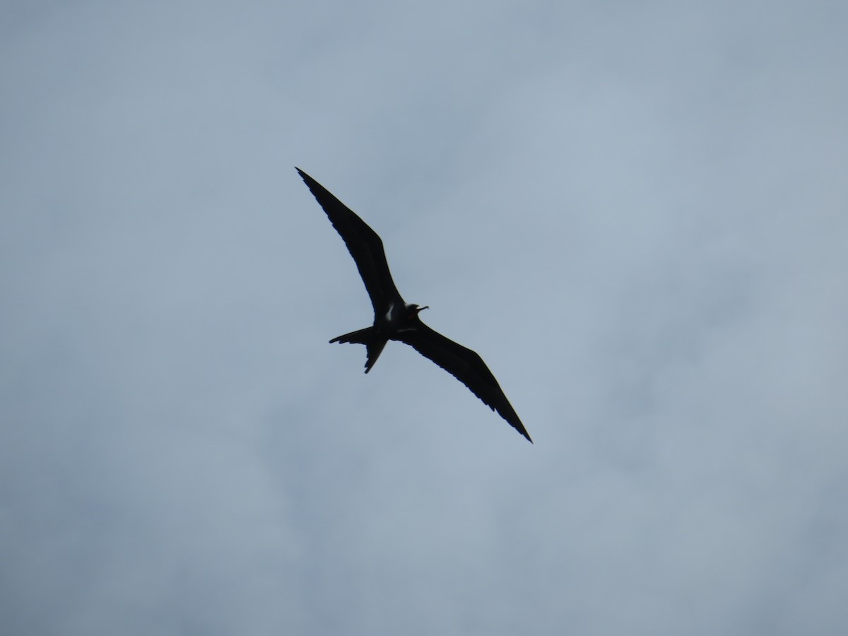 Lesser Frigatebird - ML141188531
