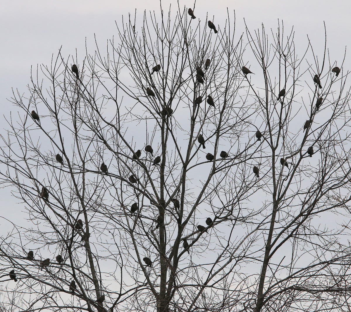 Red-winged Blackbird - ML141188861