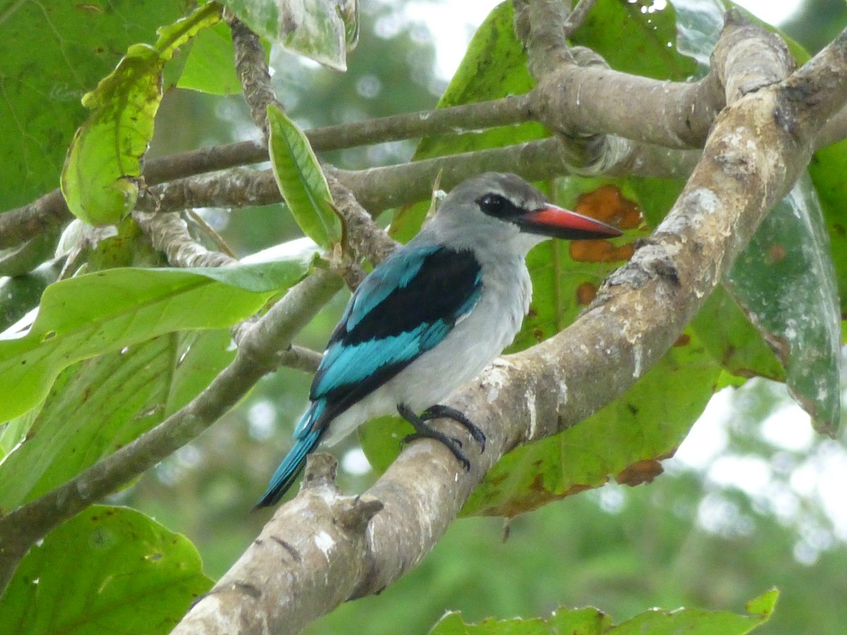 Woodland Kingfisher - ML141189071