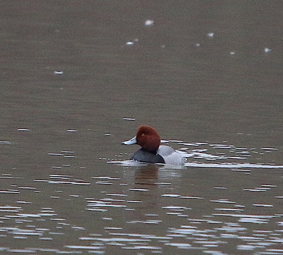 Redhead - ML141189411