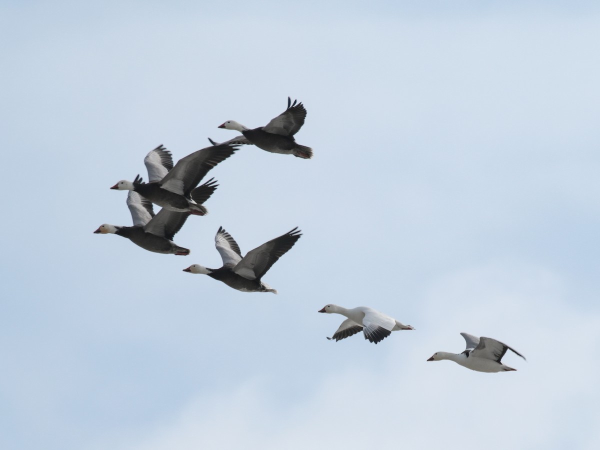 Snow Goose - Paul Jacyk