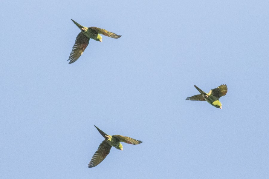 Crimson-fronted Parakeet - David Hird