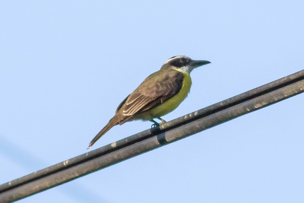 Boat-billed Flycatcher - ML141195751