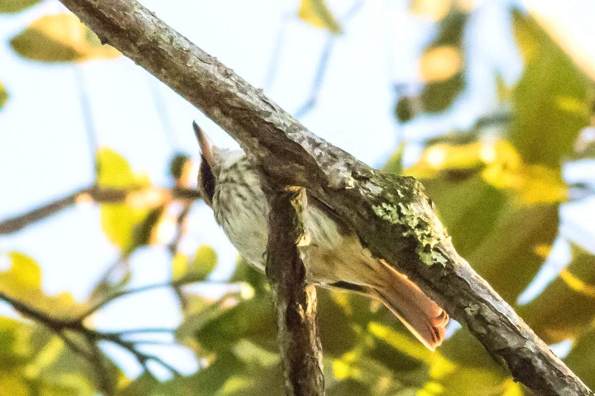 Streaked Flycatcher - ML141195901