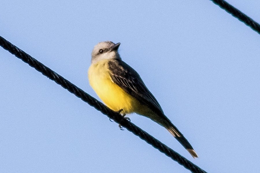 Tropical Kingbird - ML141196011