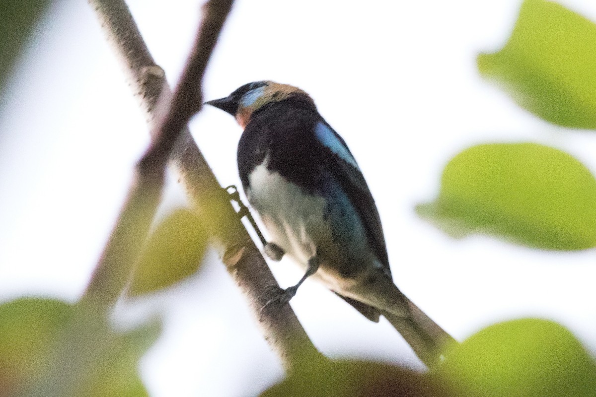 Golden-hooded Tanager - ML141196601