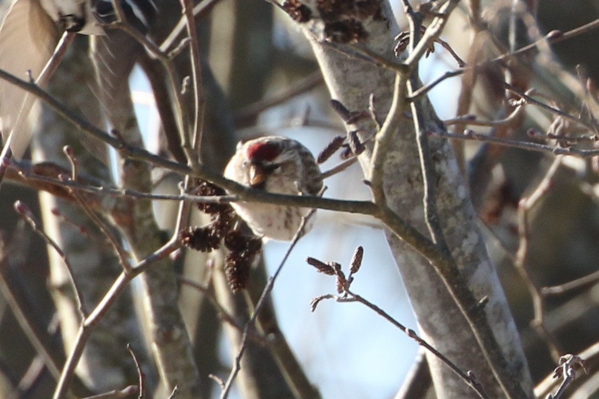 Common Redpoll - ML141196881