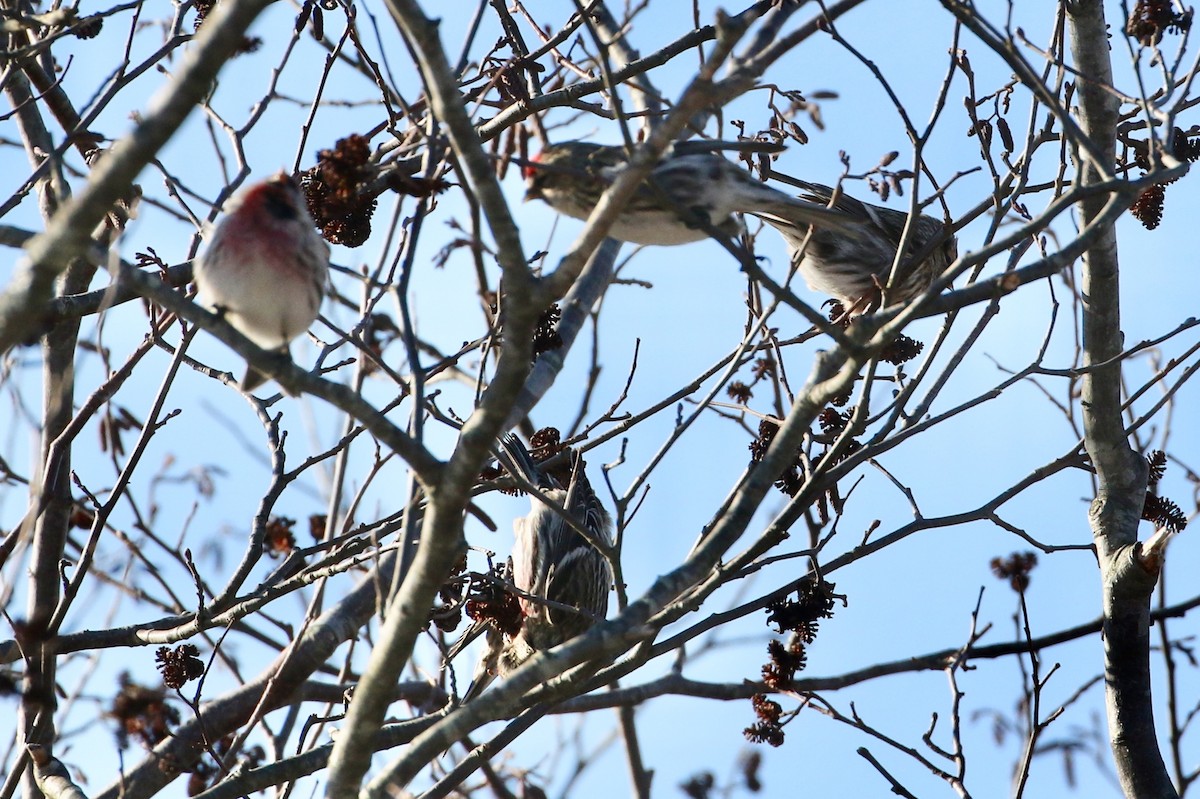 Common Redpoll - ML141196931