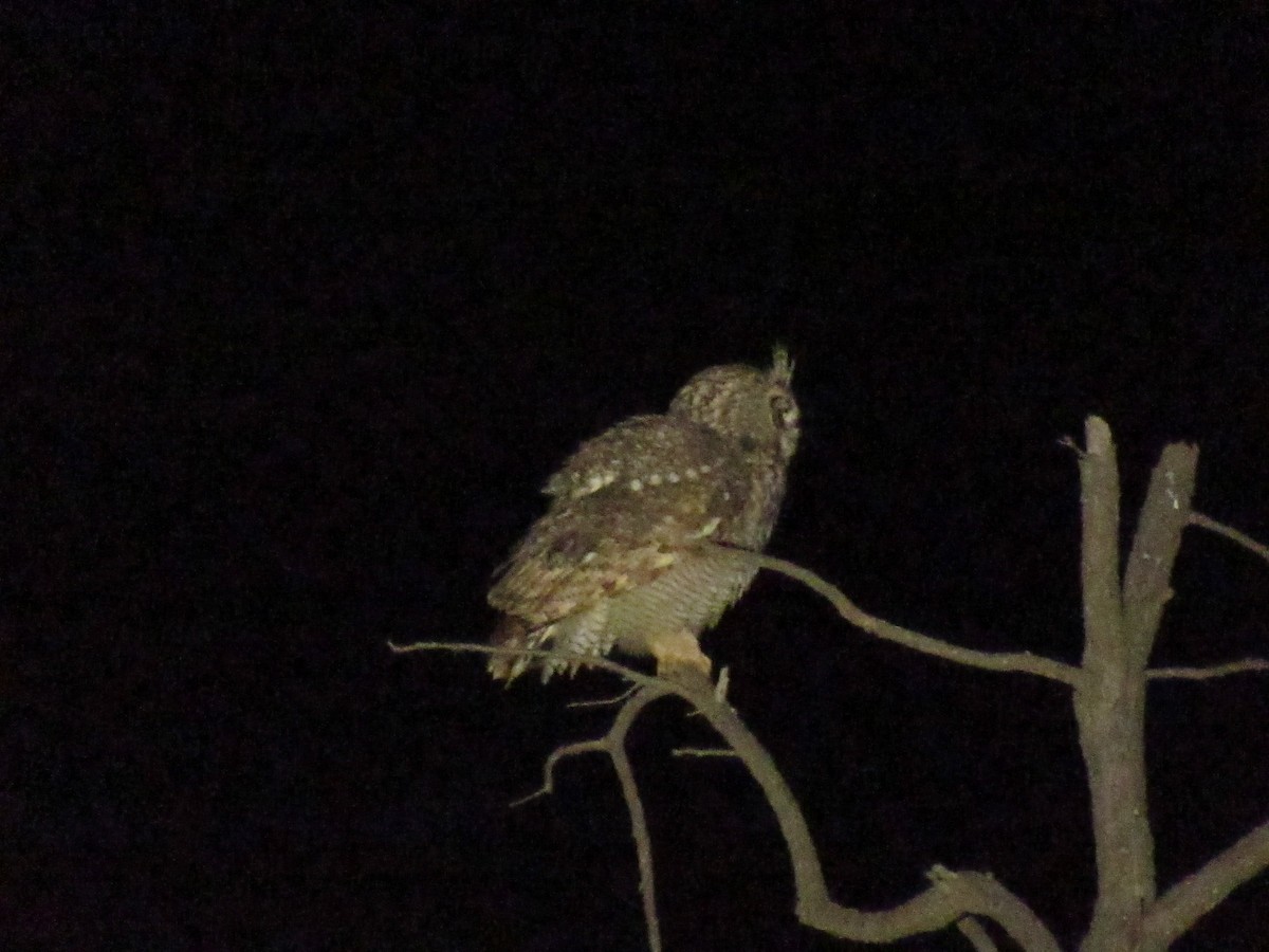 Spotted Eagle-Owl - ML141197081