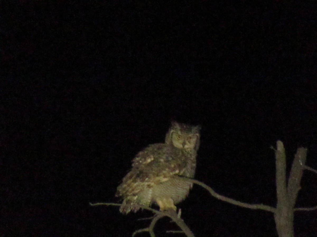 Spotted Eagle-Owl - ML141197101