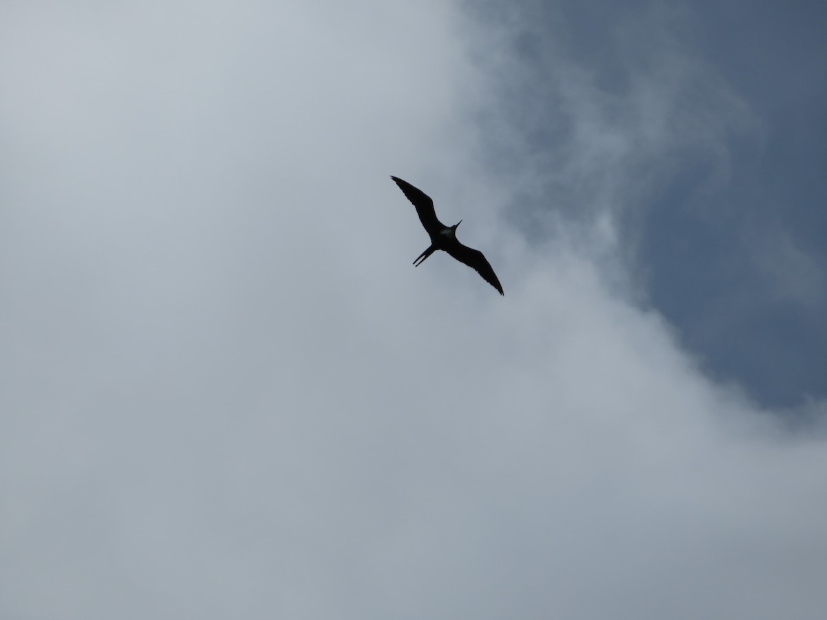 Lesser Frigatebird - ML141198151