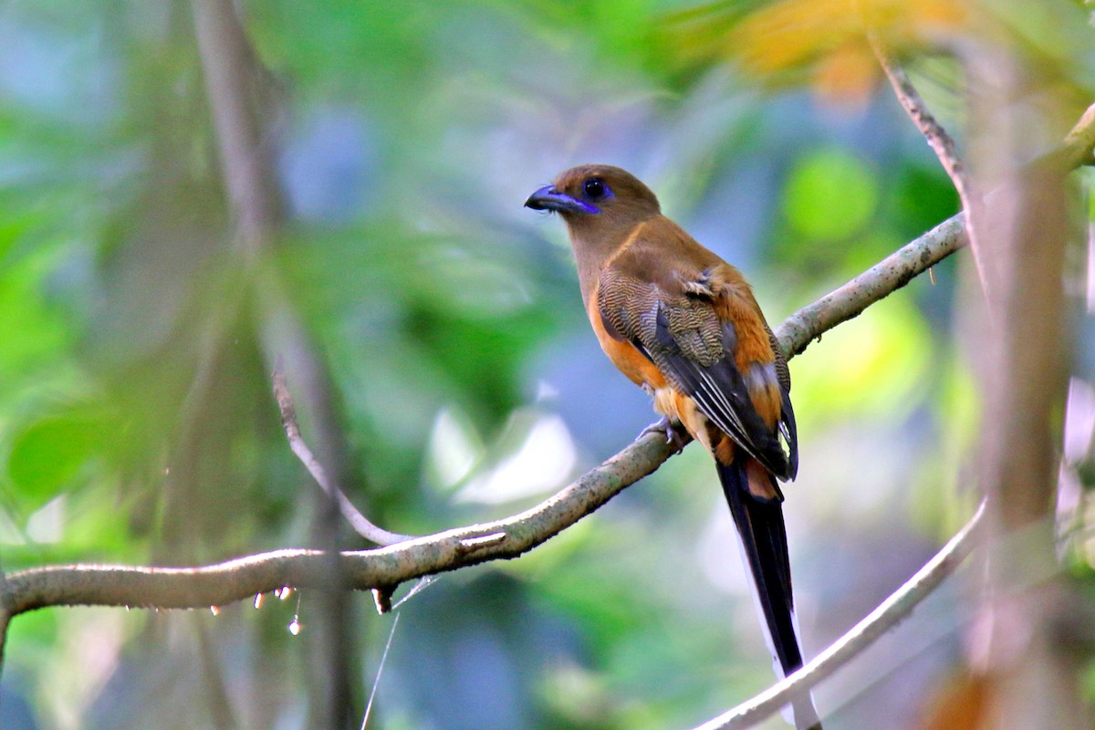 Malabar Trogon - ML141199761