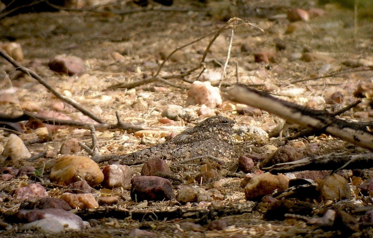 Pygmy Nightjar - David Stejskal