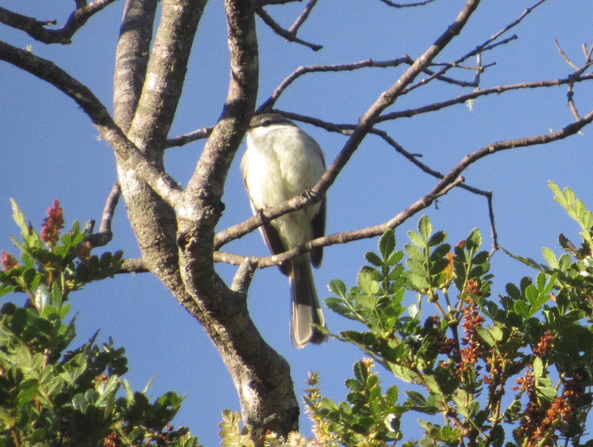 White-throated Tyrannulet - Lorraine Cowl