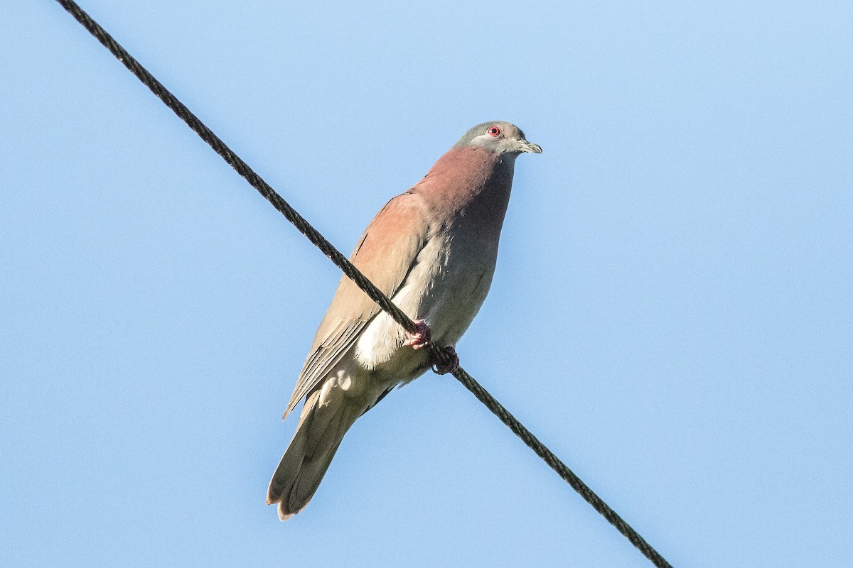 Pale-vented Pigeon - David Hird