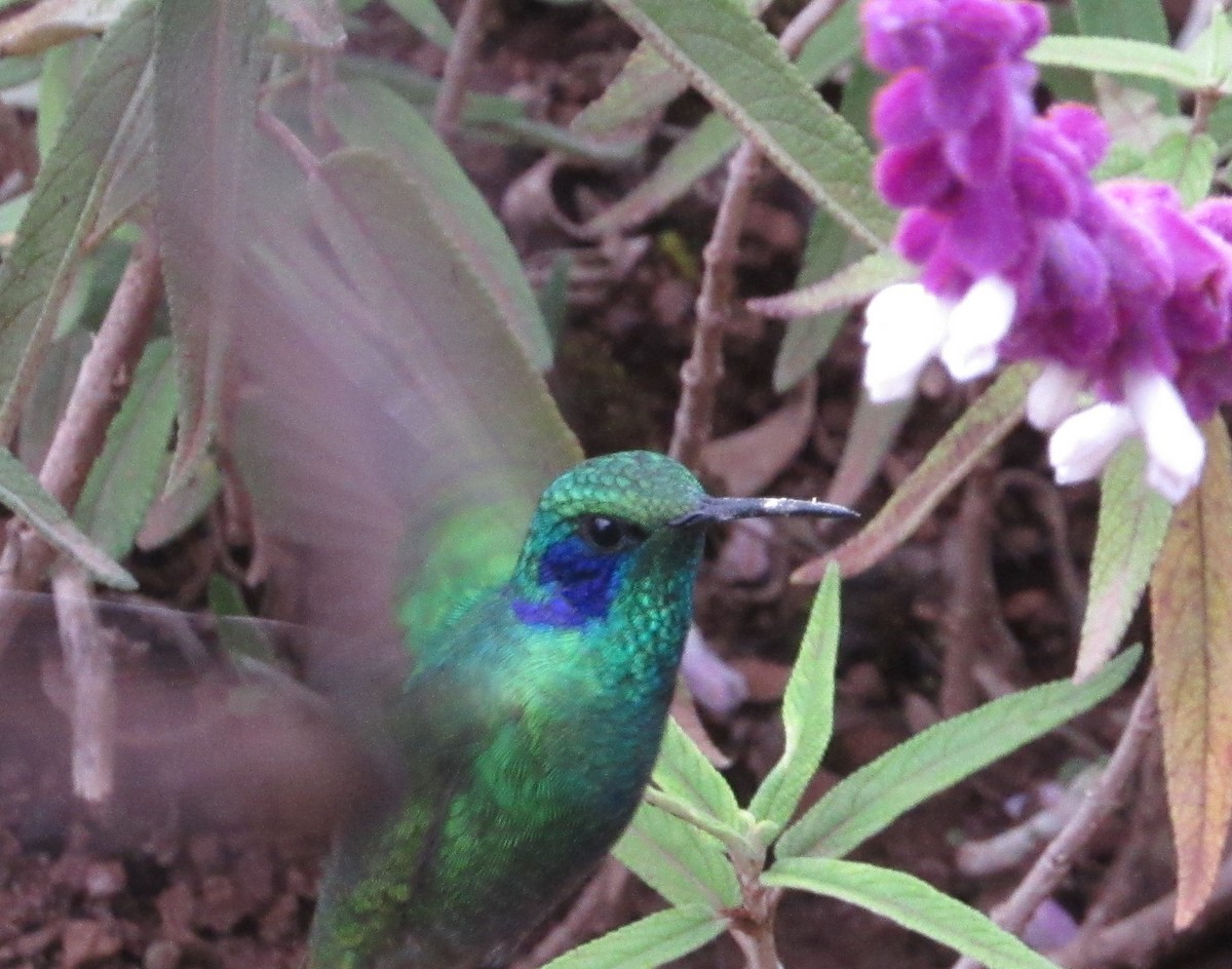 kolibřík modrouchý - ML141202021