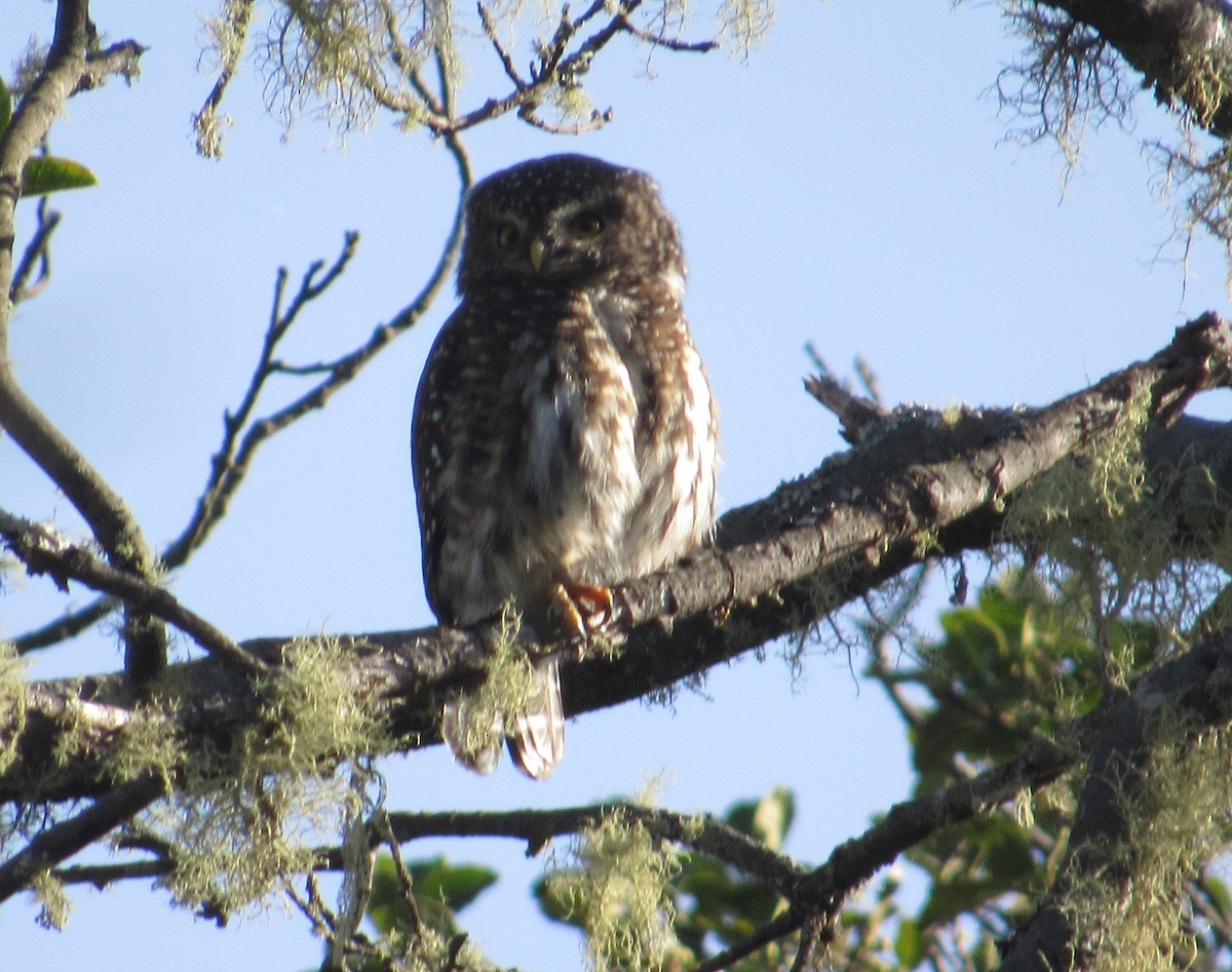 Andean Pygmy-Owl - ML141202891