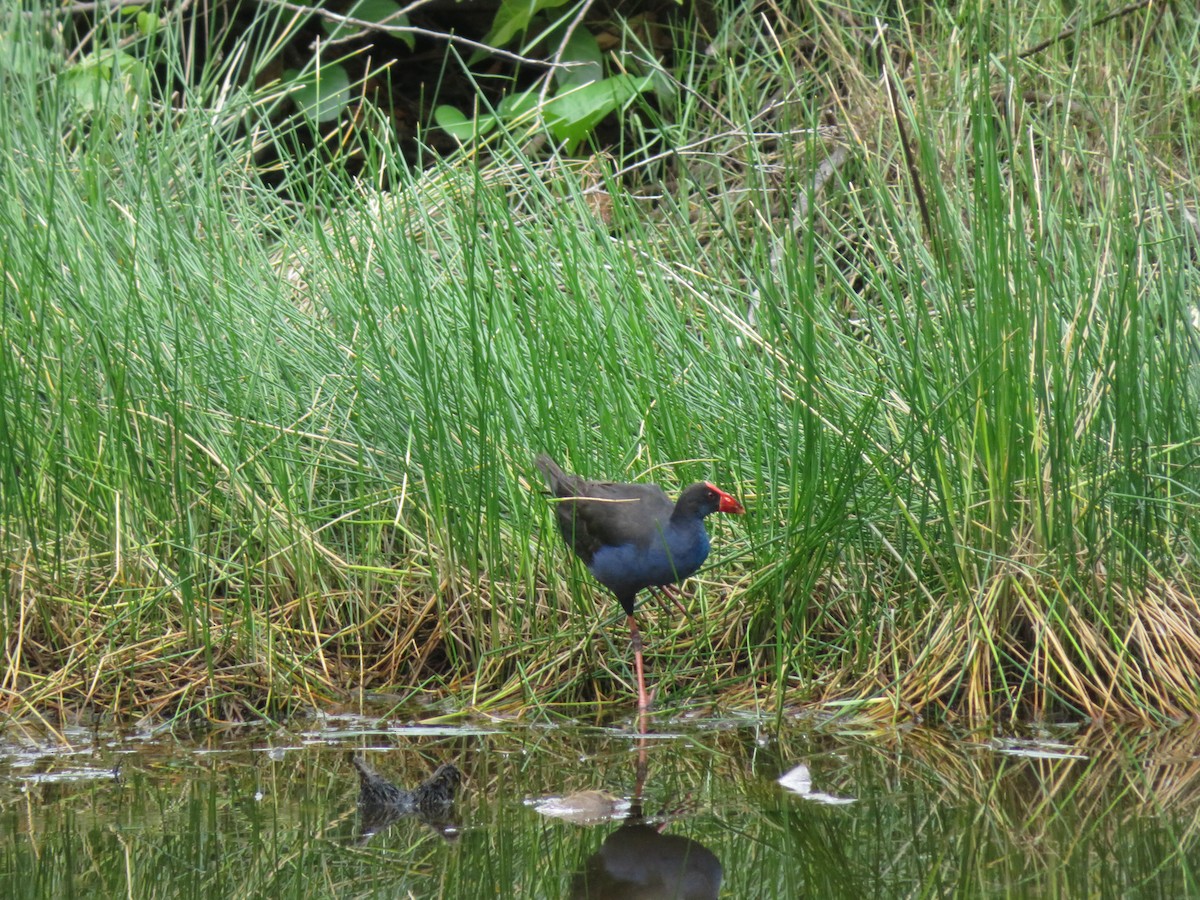 Australasian Swamphen - Carter Crouch