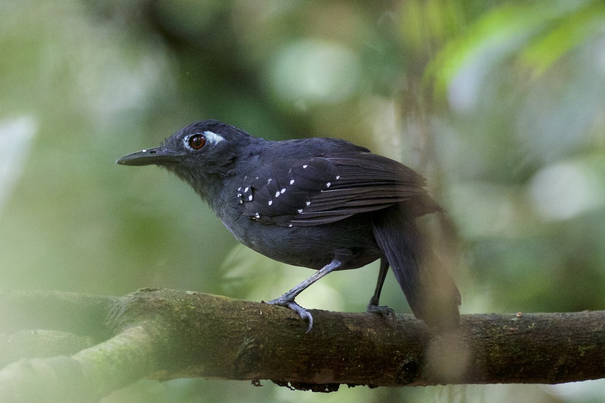 Plumbeous Antbird - ML141203921