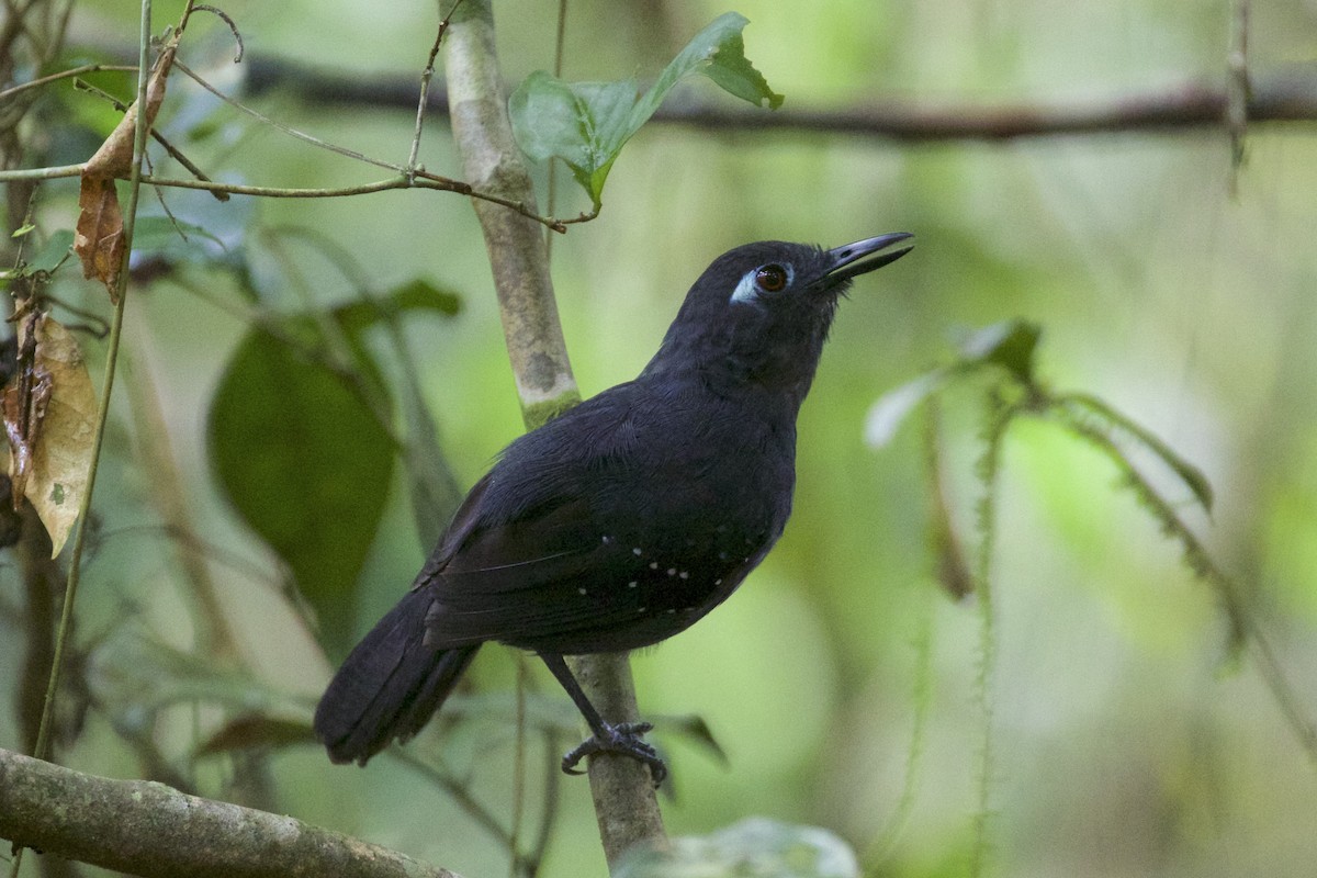 Plumbeous Antbird - ML141203961