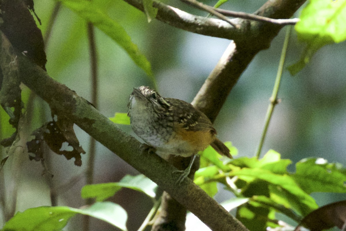 Peruvian Warbling-Antbird - ML141204221