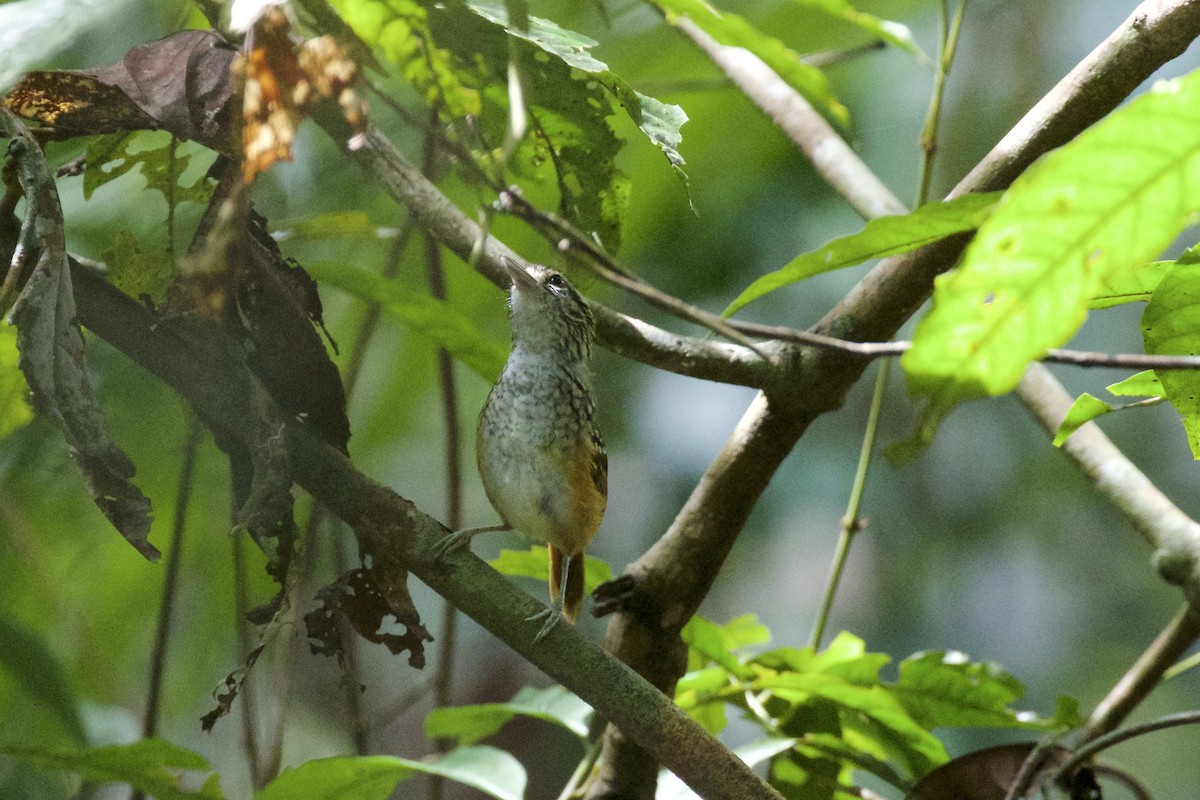 Peruvian Warbling-Antbird - ML141204261