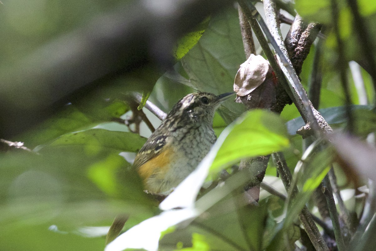 Peruvian Warbling-Antbird - ML141204271