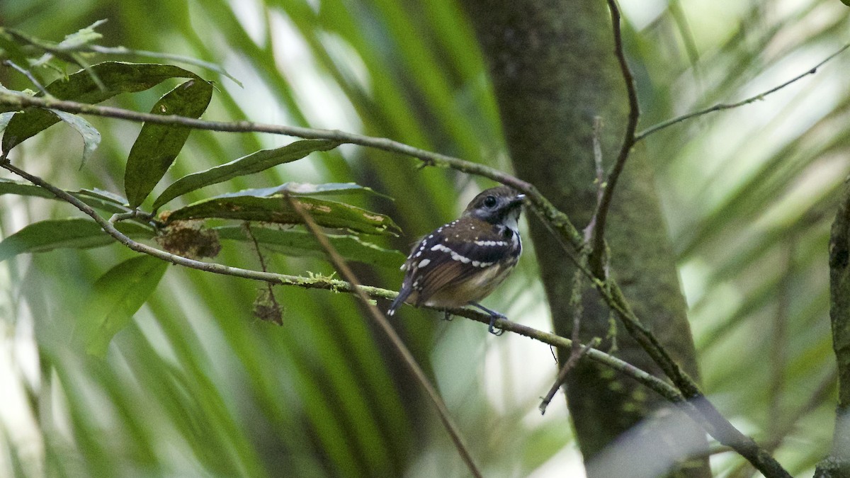 Dot-backed Antbird - ML141204401