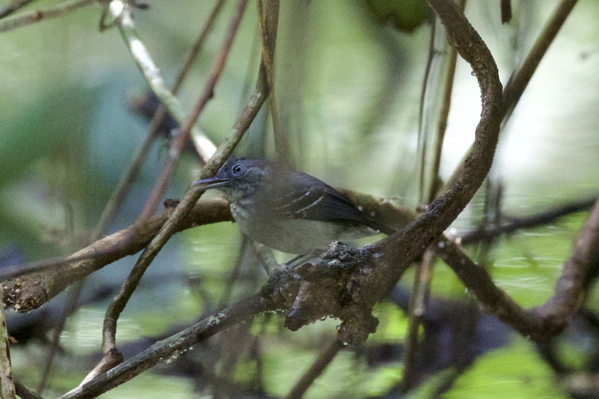 Band-tailed Antbird - ML141204511