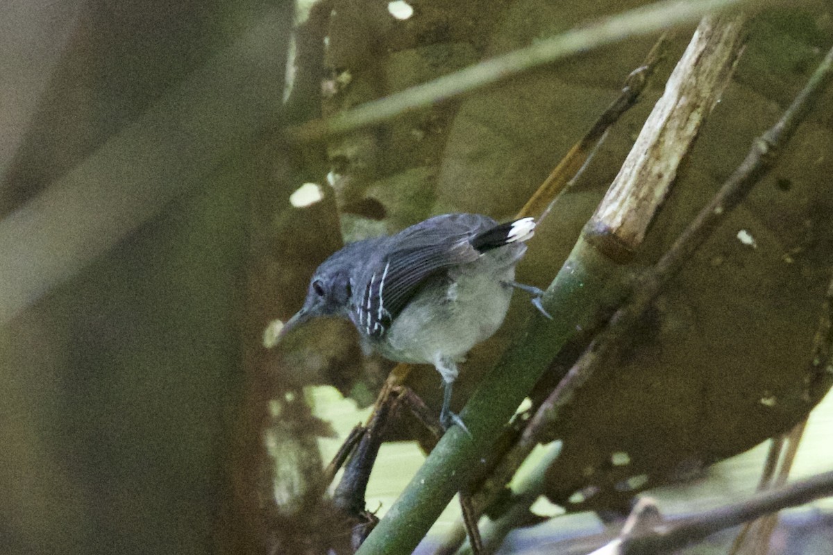 Band-tailed Antbird - ML141204531