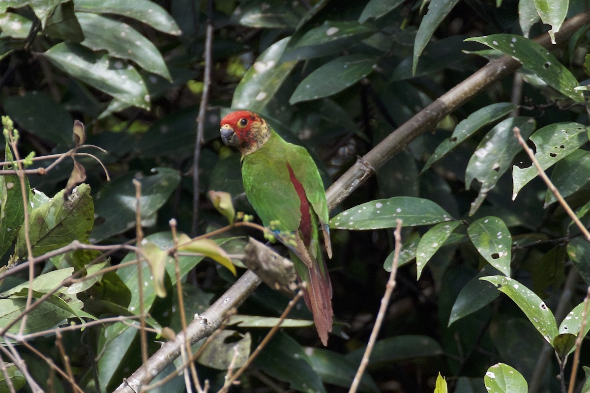 Rose-fronted Parakeet - ML141205041