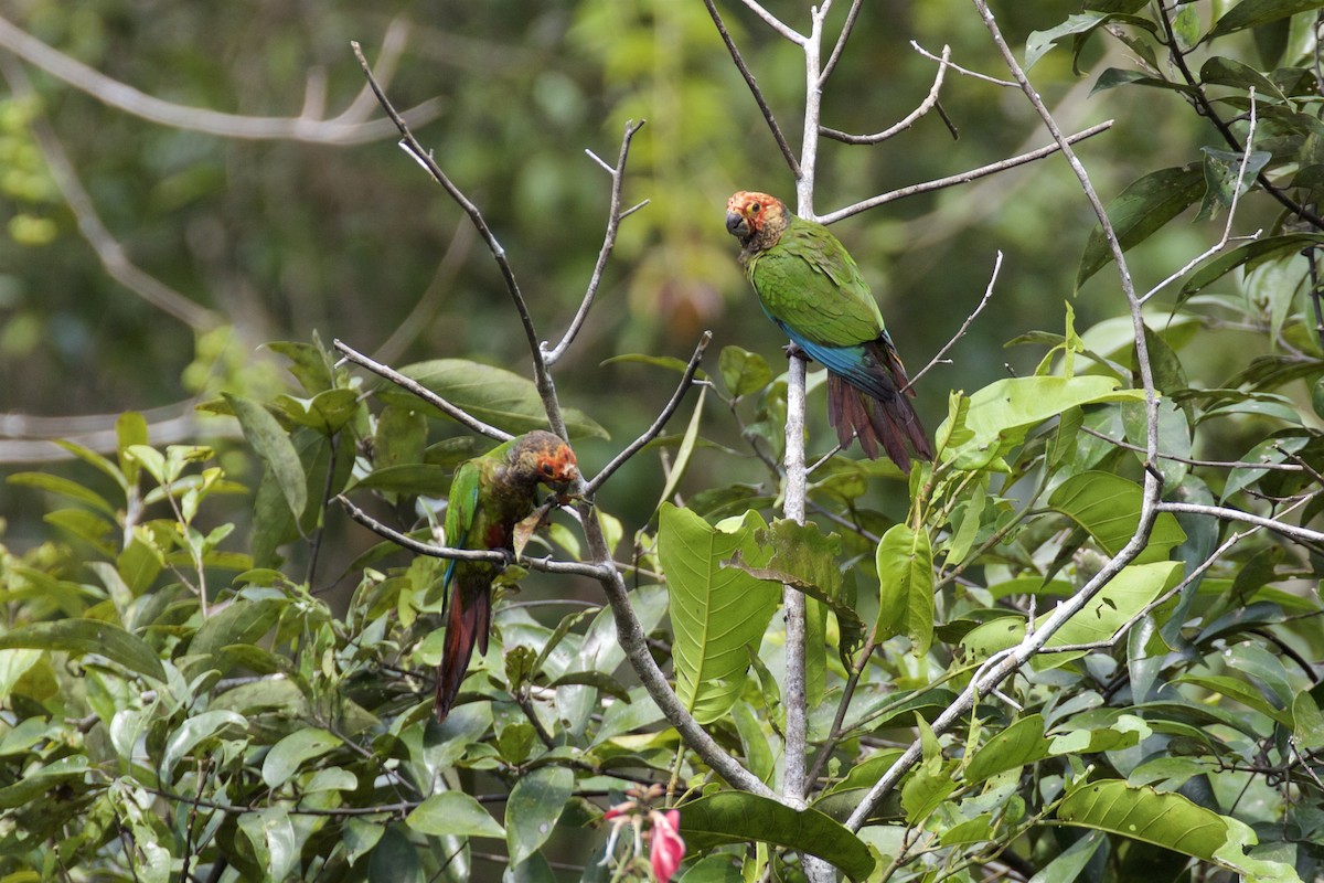 Rose-fronted Parakeet - ML141205061