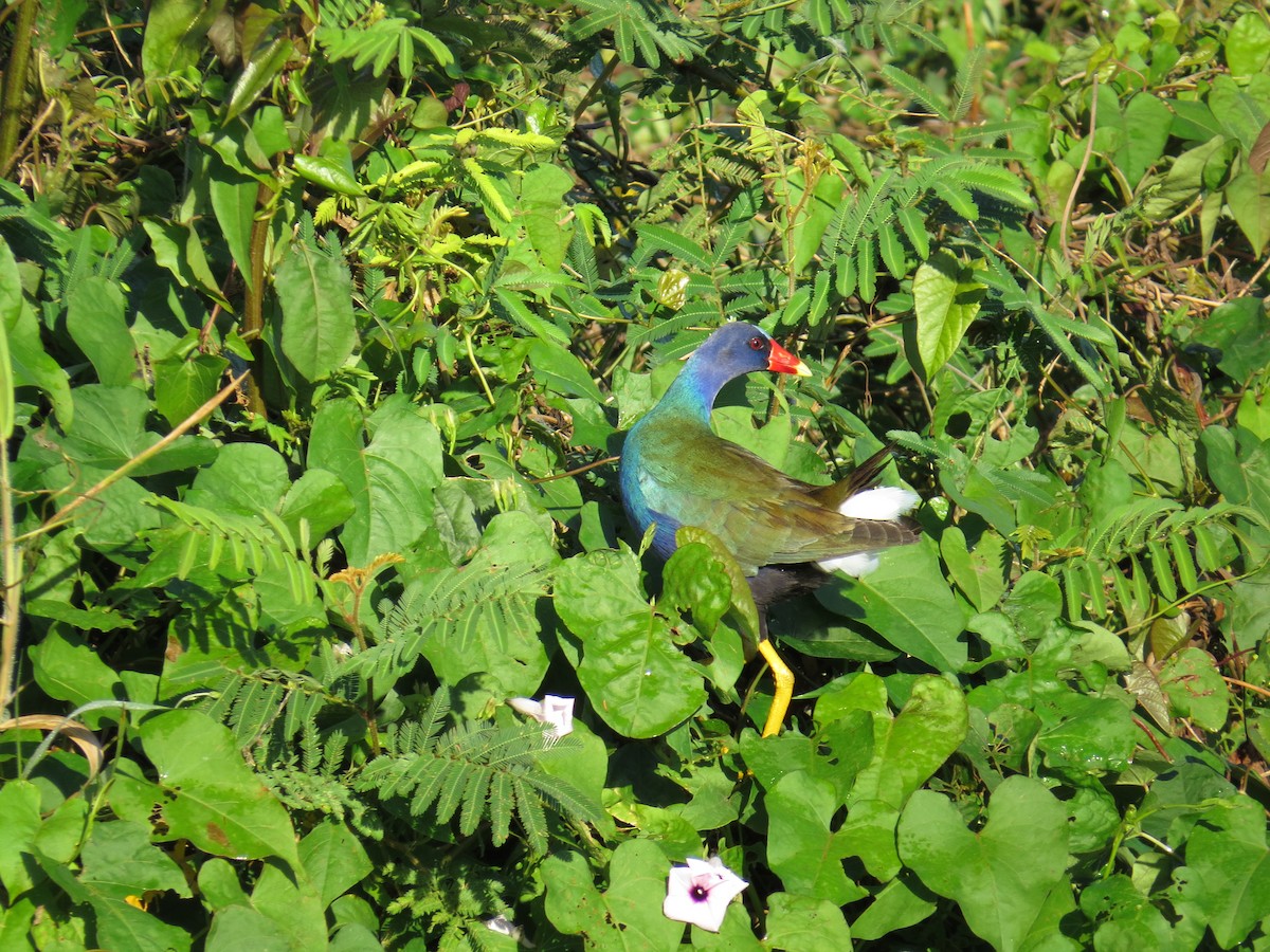 Purple Gallinule - Eric Wilmot