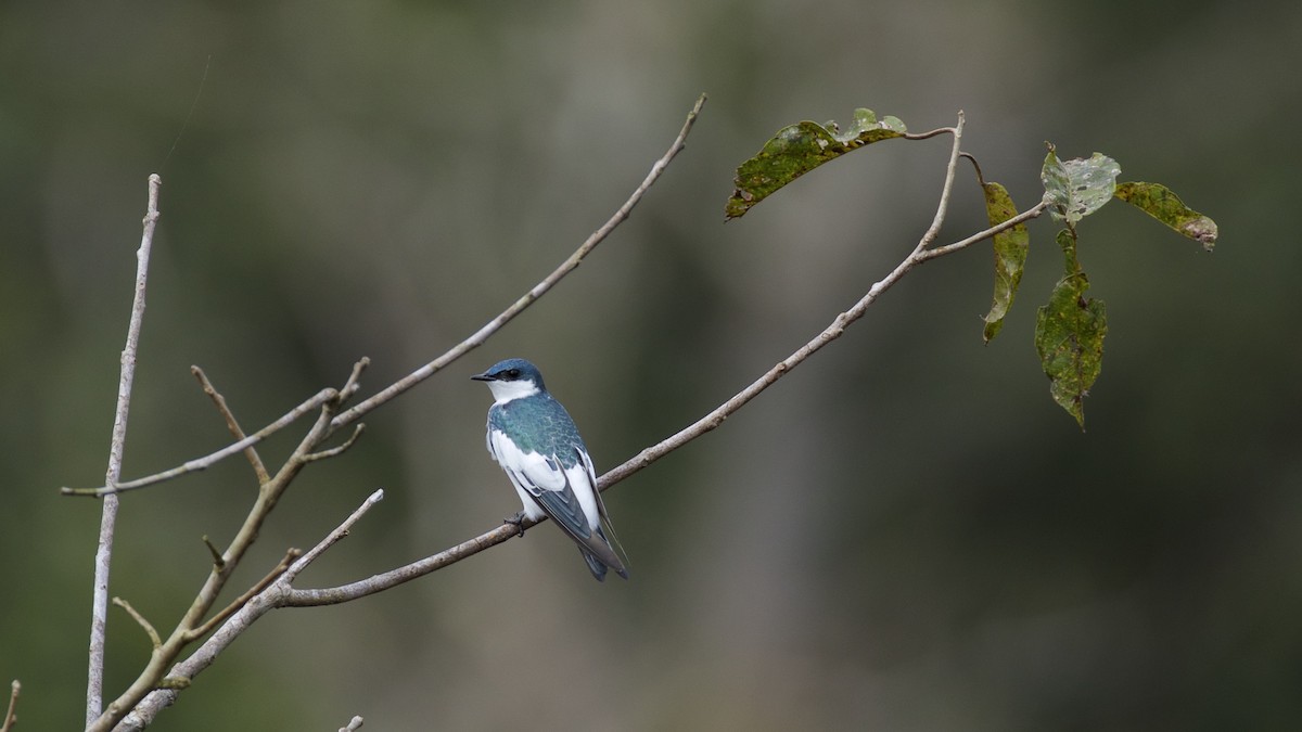 Golondrina Aliblanca - ML141205671