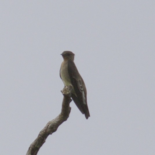 Southern Rough-winged Swallow - ML141206091