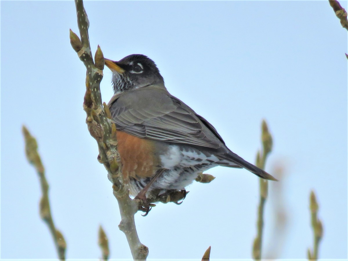 American Robin - ML141206121