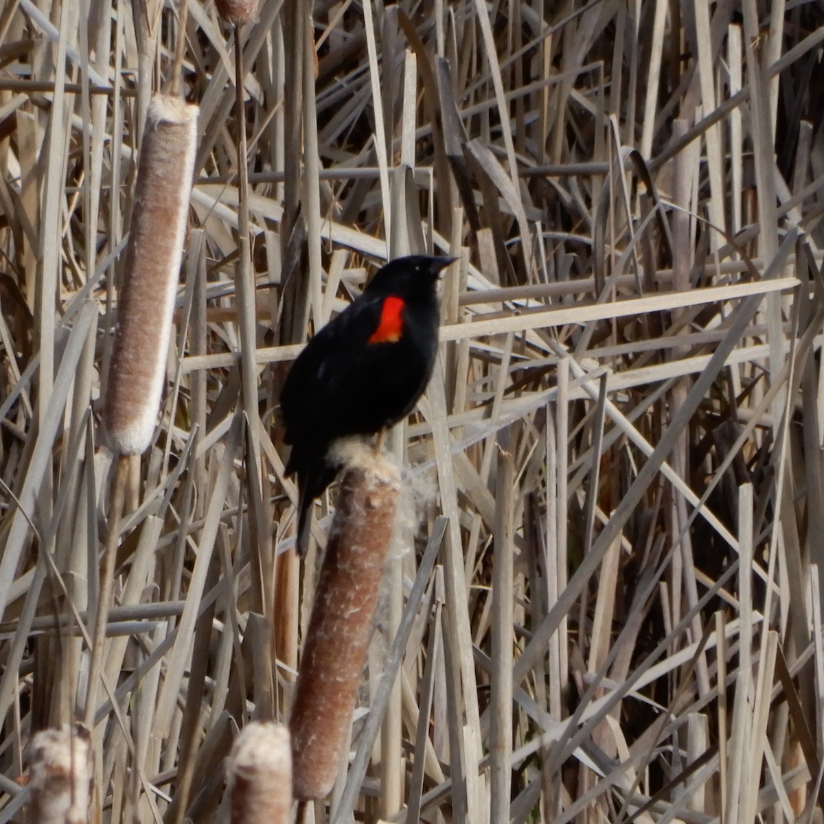 Red-winged Blackbird - ML141206831