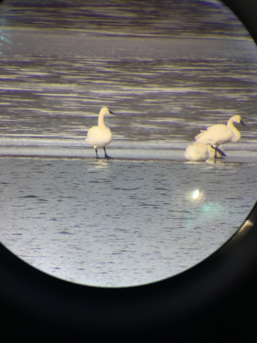 Tundra Swan - ML141207811