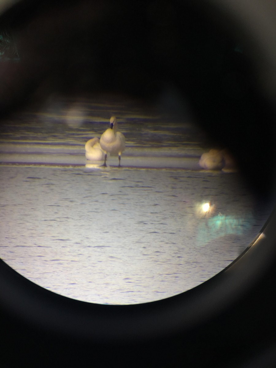 Tundra Swan - ML141207831