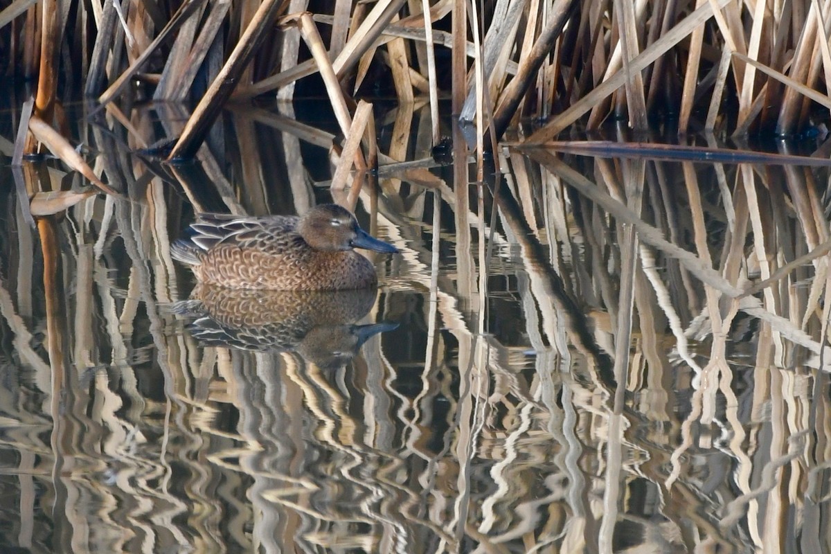 Cinnamon Teal - Karen Povey