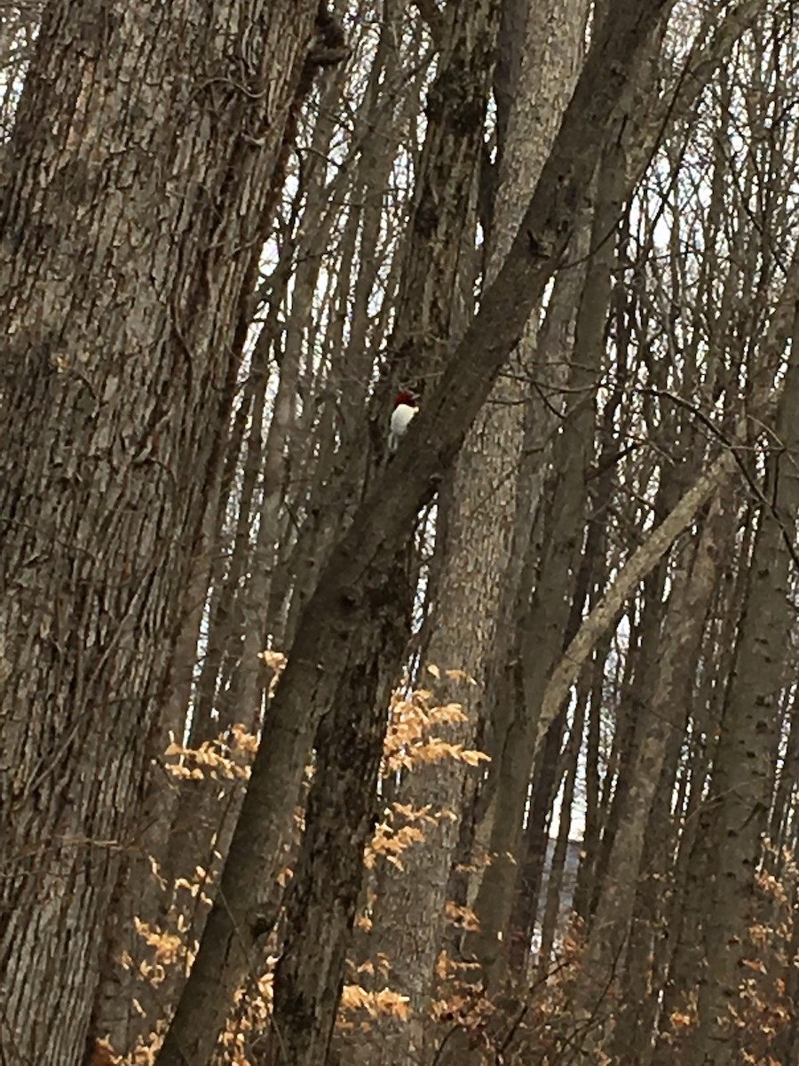 Red-headed Woodpecker - Dominic Cristiano