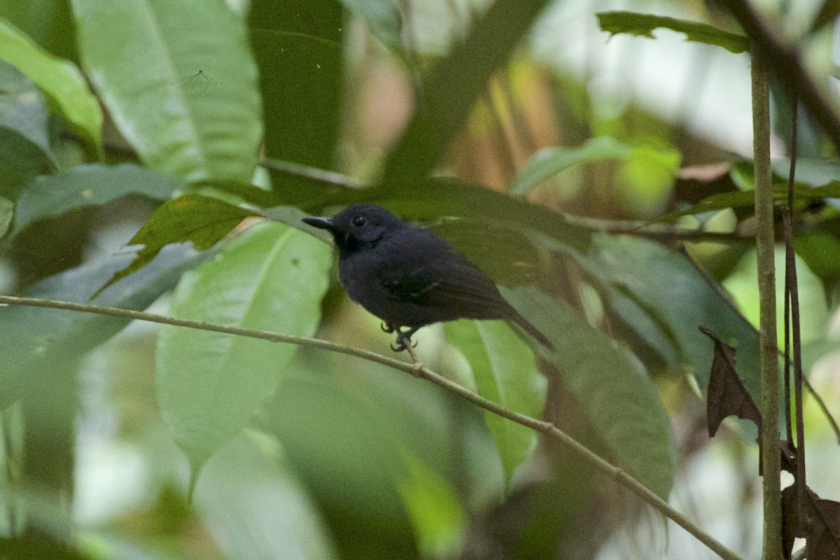 Saturnine Antshrike - Nicole Desnoyers