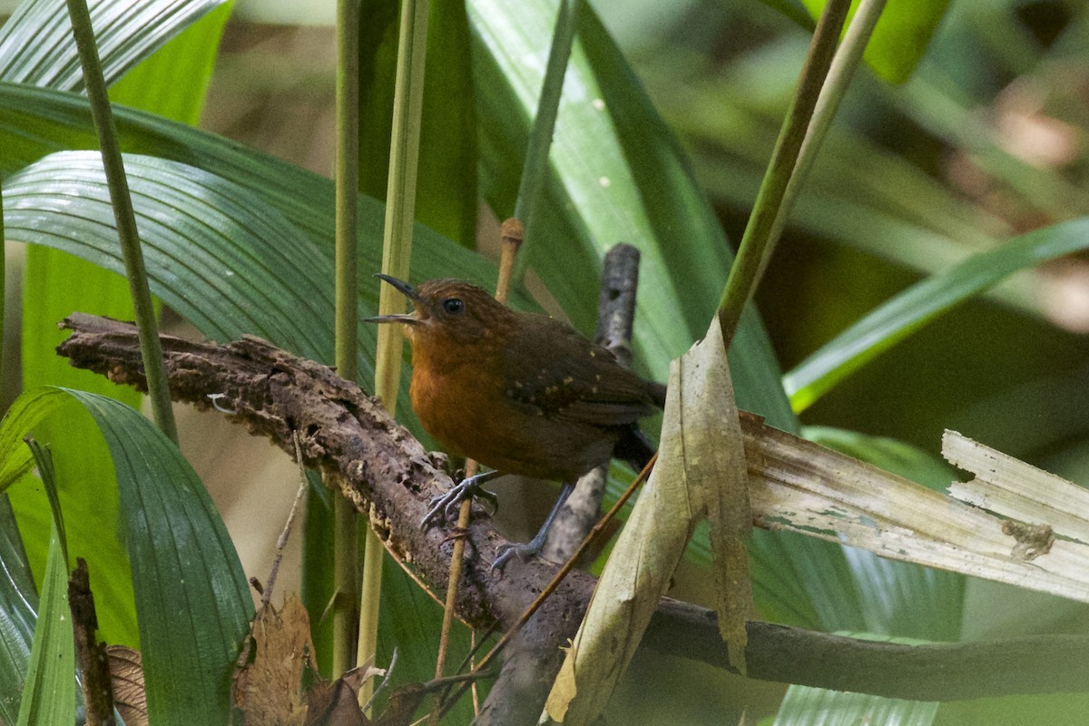 Slate-colored Antbird - Nicole Desnoyers