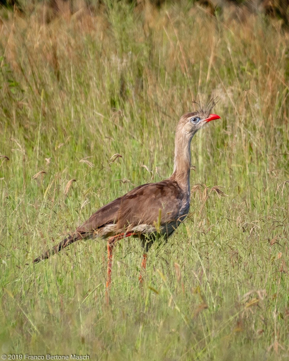 Red-legged Seriema - ML141210441