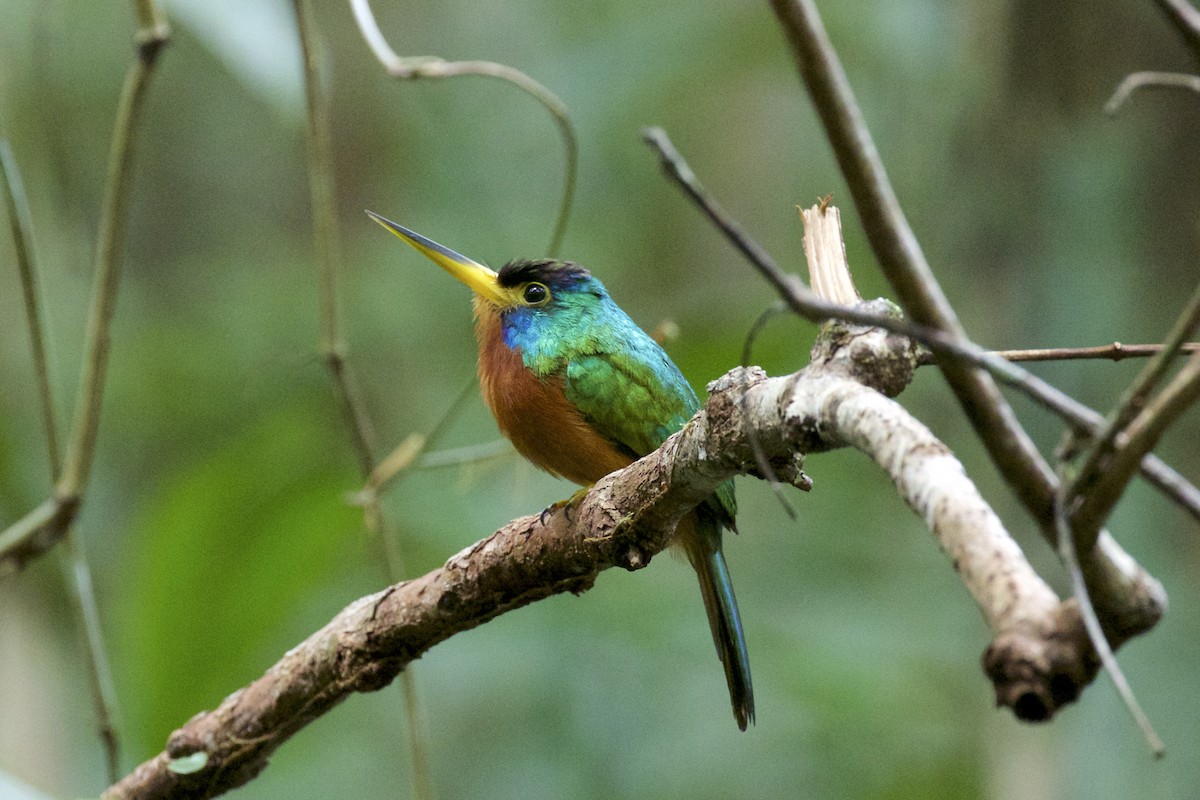 Blue-cheeked Jacamar - Nicole Desnoyers