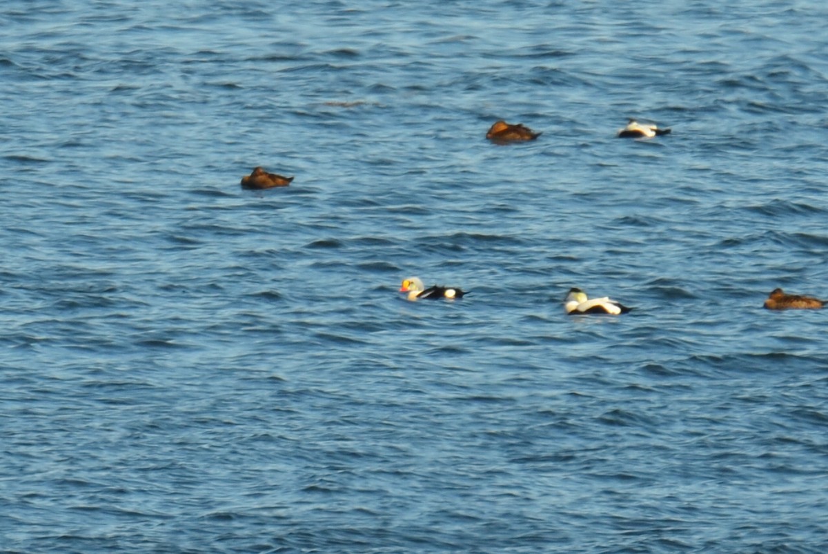 King Eider - ML141210971