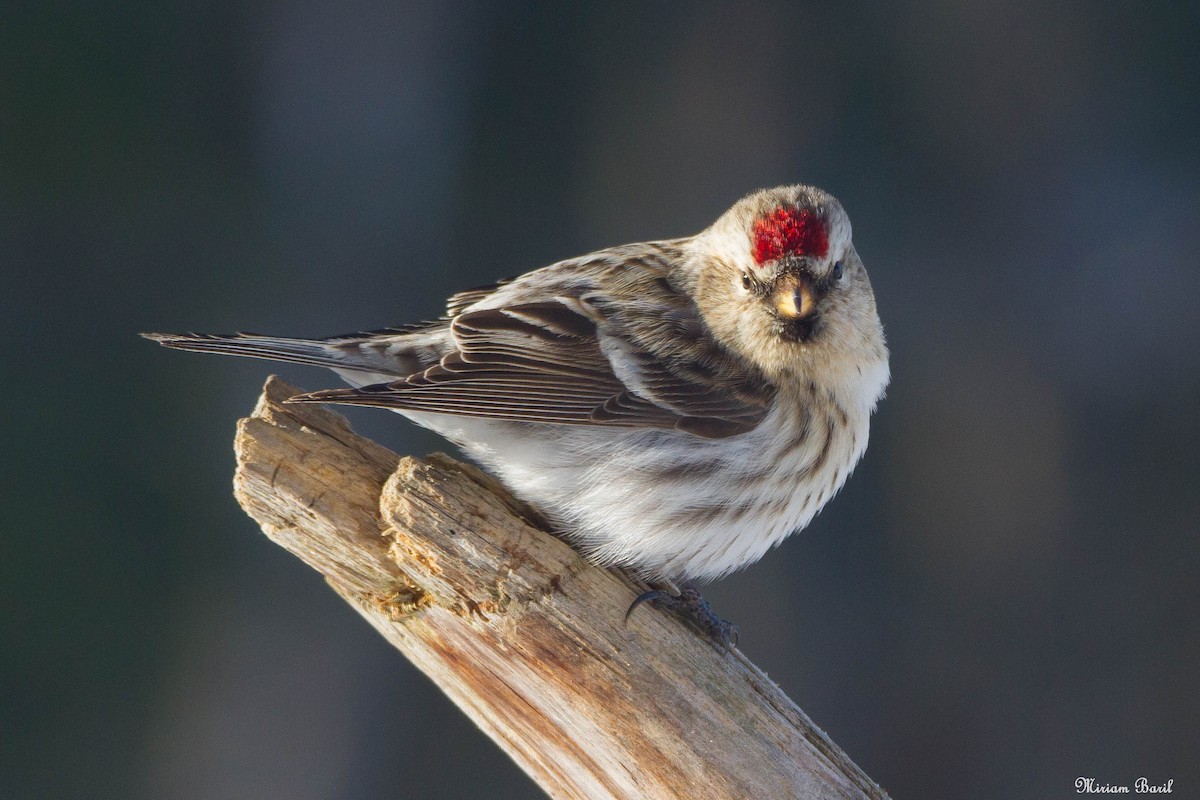 Redpoll (Common) - ML141215341