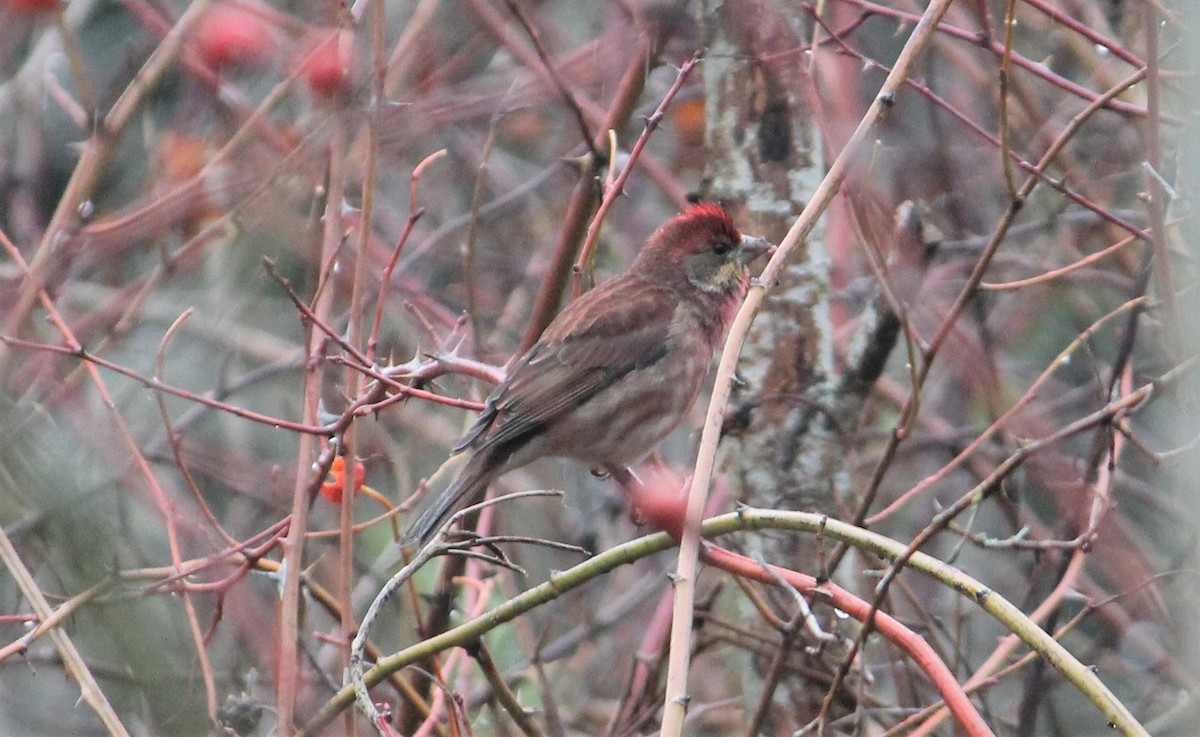 Purple Finch - ML141215381