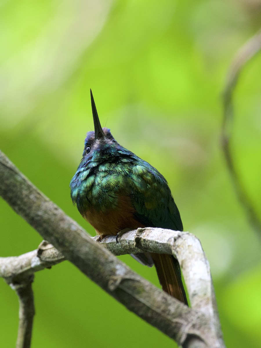 Jacamar à couronne bleue - ML141215611