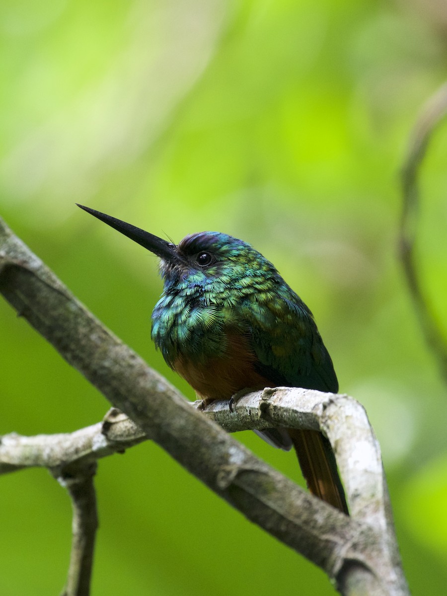 Jacamar à couronne bleue - ML141215641